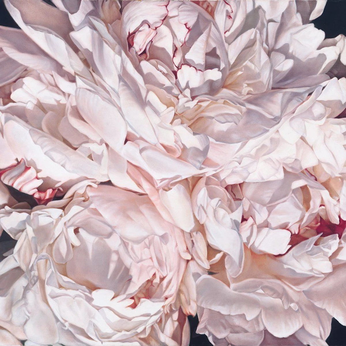 Peonies Close Up