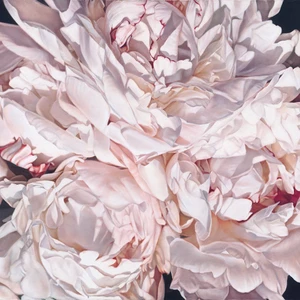 Peonies Close Up