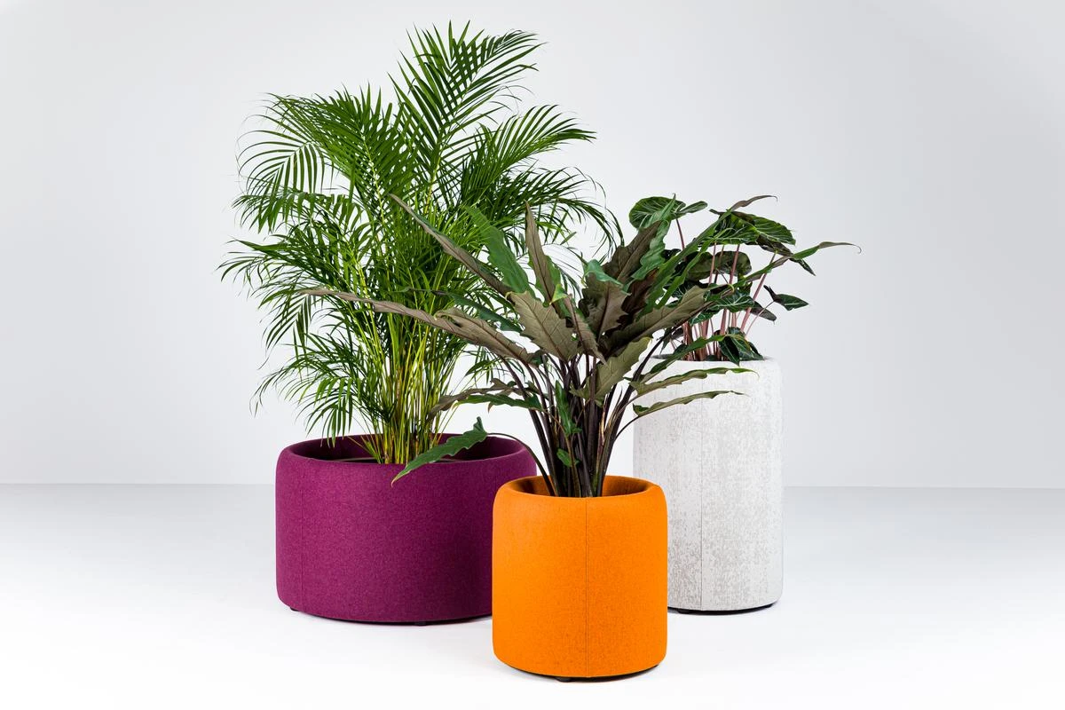 BuzziPlanter
